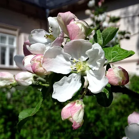 Bed and breakfast Savikon Kartano *