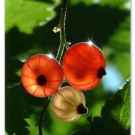 Bed and breakfast Savikon Kartano *