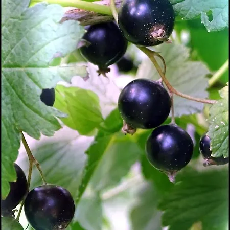 Bed and breakfast Savikon Kartano