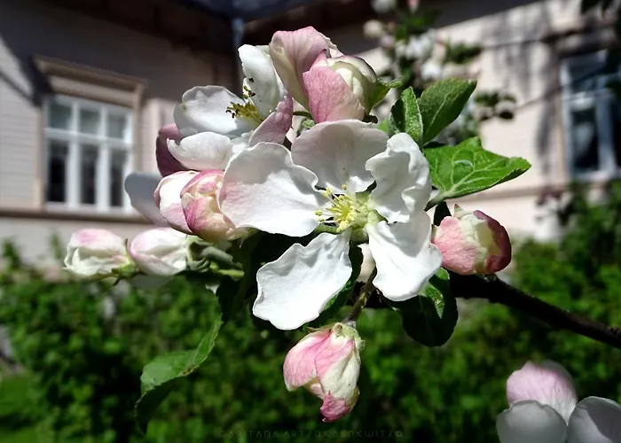 Couette-café Savikon Kartano *