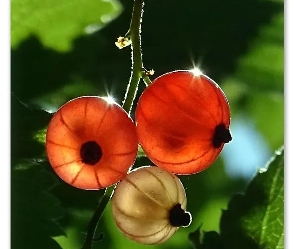 Couette-café Savikon Kartano *