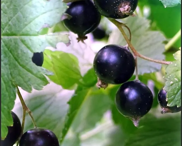 Couette-café Savikon Kartano